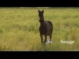 Foal 3261